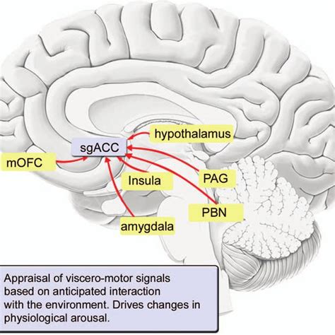 (PDF) Emotion and the Prefrontal Cortex: An Integrative Review