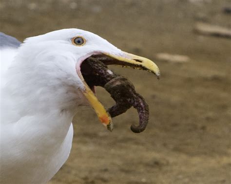 File:Western Gull eating starfish.jpg - Wikipedia