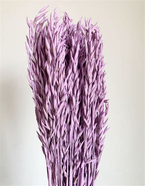 Dried Oat Lilac Dried Oat Bunch, Dried Flowers Bouquet, Dried Grass, White Oat, Home Decor - Etsy