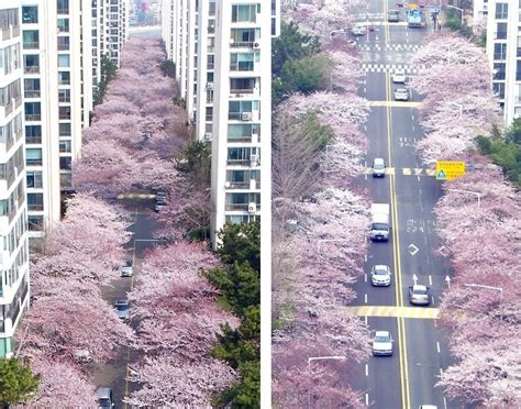 Cherry blossoms bloom in Busan – The Korea Times