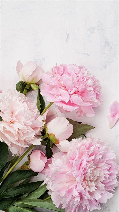 Beautiful Peonies Wallpapers - Top Free Beautiful Peonies Backgrounds ...