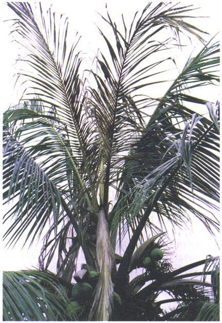 Palm tree affected by bud rot, caused by Phytophthora palmivora ...