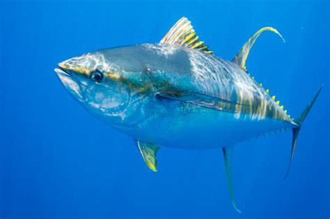 Thunnus albacares • Fish sheet