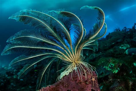 A Feather Star: Laurent Ballesta. | Underwater plants, Wildlife day ...