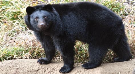 Bear sightings in Asaminami-ku | Get Hiroshima