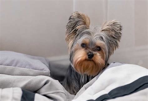 Unique Male Yorkie Names - PatchPuppy.com