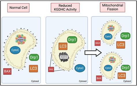 IJMS | Free Full-Text | The α-Ketoglutarate Dehydrogenase Complex as a ...