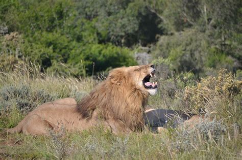 Lion,roar,nature,safari,africa - free image from needpix.com