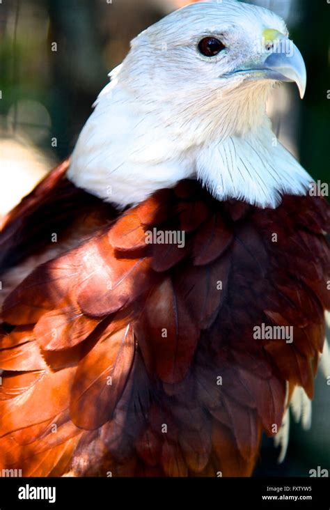 Portrait of a bald eagle with brown feathers Stock Photo - Alamy