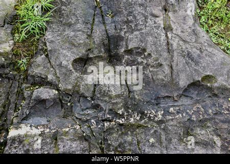 The giant fossilized human footprint is seen in a rock in Congjiang ...