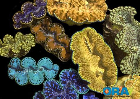 Some Gorgeous Tridacna Clams From ORA | AquaNerd