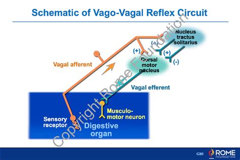 Physiology Motility 17 – Schematic of Vago-Vagal Reflex Circuit – Rome Online