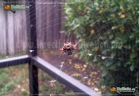 Spinybacked Orbweaver