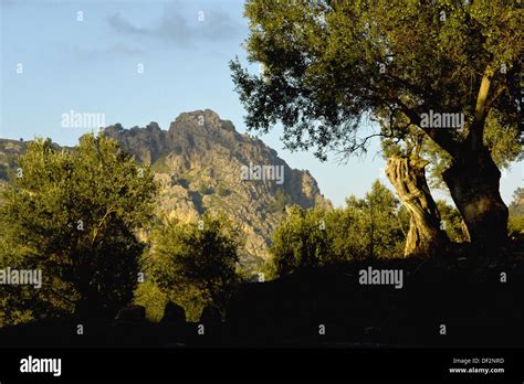 Tower of Na Seca from the road to Balitx. Serra de Tramuntana, Majorca, Balearic Islands, Spain ...