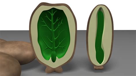 3d obj endosperm seeds