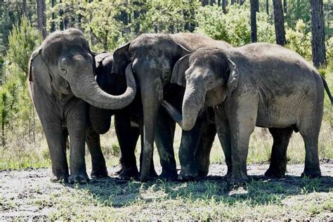 White Oak Conservation in Yulee, Florida, Is Home To 12 Former Circus Elephants