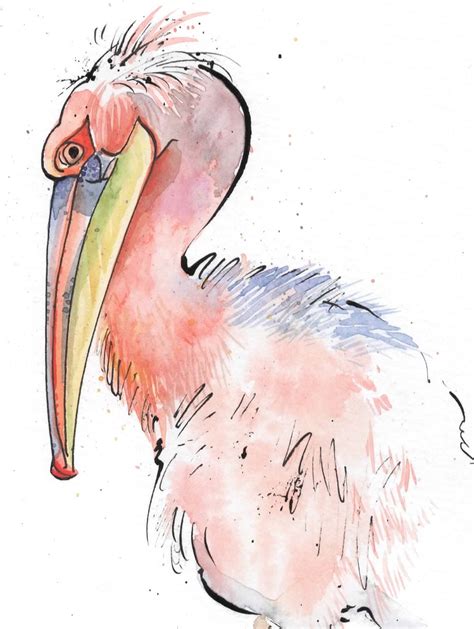 Pink Backed Pelican Daily Bird Original Pen & Ink Drawing - Etsy