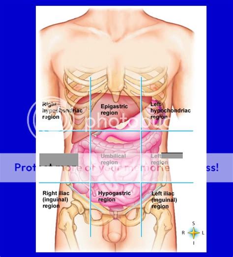 Right Lumbar Region Photo by Remification | Photobucket