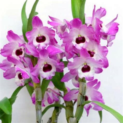 Jual Anggrek Dendrobium Nobile Dewasa / ANGGREK / BUNGA ANGGREK ...