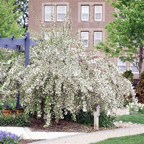 34 best images about dwarf crabapple trees for MN on Pinterest