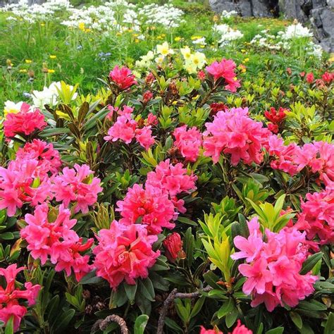 Rhododendron ferrugineum ALPEN ROSE RHODODENDRON – Ferri Seeds