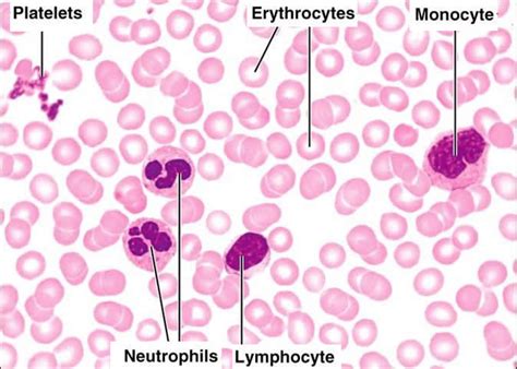 Medical School • Red blood cells (erythrocytes), White blood cells...