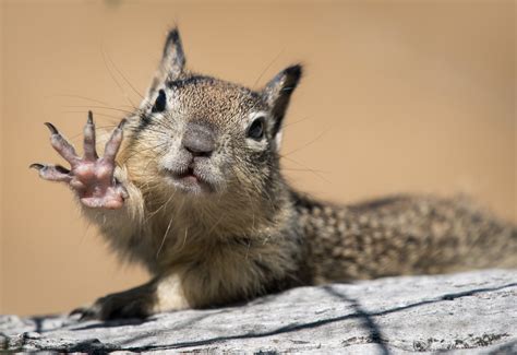 Creature Feature: California ground squirrel