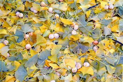 The Fall of the Ginkgo Tree Leaves - The Martha Stewart Blog