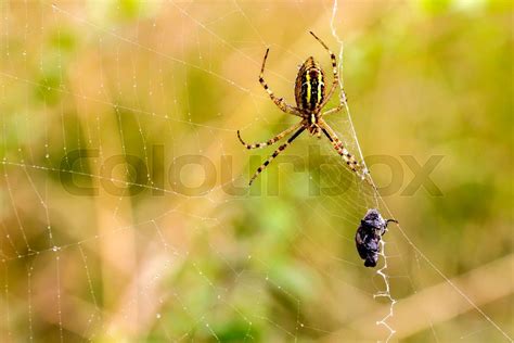 Spider with prey | Stock image | Colourbox