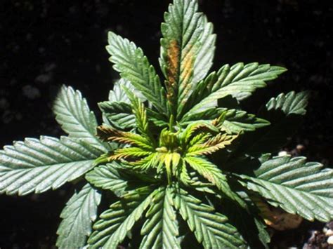 Boron Deficiency, Treatment, and Prevention in Cannabis Plants - Bonza Blog