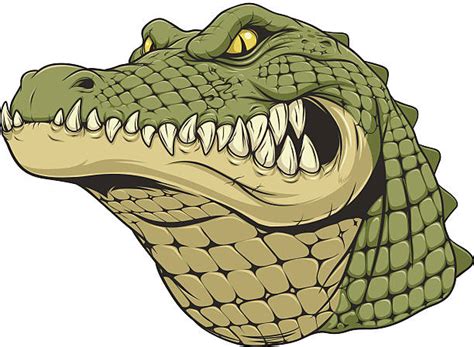 Royalty Free Gator Mascot Clip Art, Vector Images & Illustrations - iStock