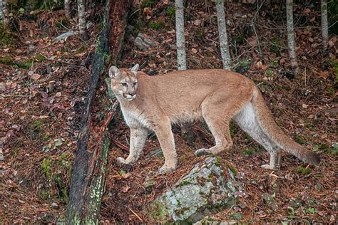 Cougar Vs Wolf