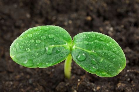 Small plant of cucumber | Stock image | Colourbox