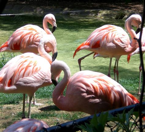 Travel NC With Kids: North Carolina Zoo in Asheboro: This is One Huge ...