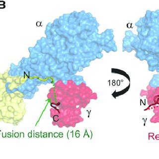 Protein Structural Determinants of Gene Fusion | Download Scientific ...