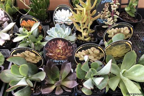 Top 59 Succulent Plants for Your Indoor and Outdoor Gardens | Florgeous