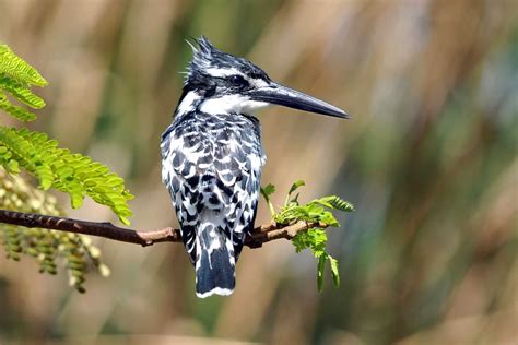 Birds of The Gambia | Gambia Birds Photos