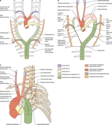 Development of the head and neck | Clinical Gate