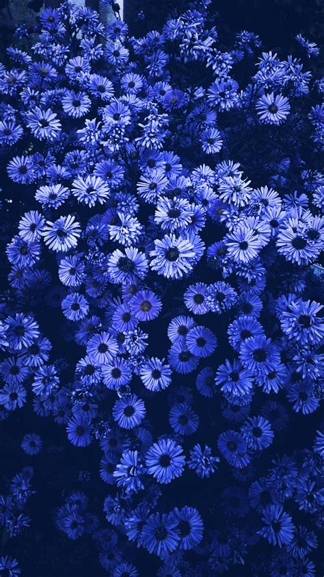 Wallpaper Flower Images Photos | Best Flower Site