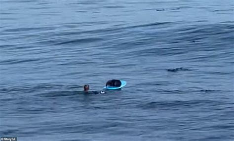 Hilarious moment pregnant sea otter leaps on surfboard and won't move | Daily Mail Online