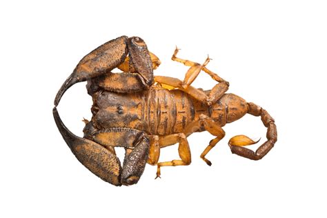 Large Australian Scorpion Prey, Tropical, Species, Background PNG Transparent Image and Clipart ...