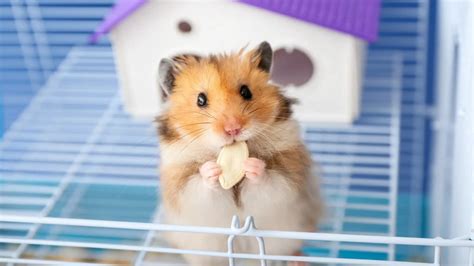 Best Teddy Bear Hamster Cage: A Complete Guide