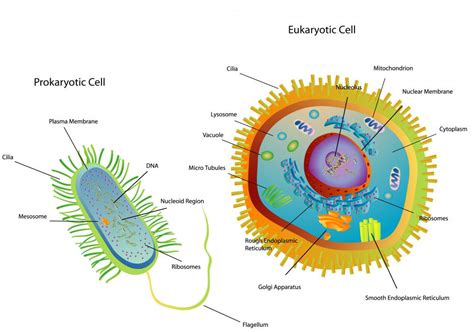 What Is the Function of the Nucleolus? (with pictures)