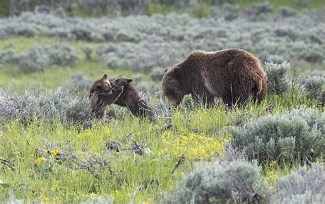 Grizzly Bears in Grand Teton National Park - Jackson Hole Real Estate | Latham Jenkins, REALTOR®