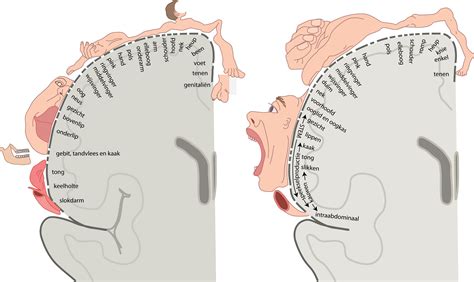 Slagter - Drawing Cortical motor and sensory homunculus - Dutch labels | AnatomyTOOL