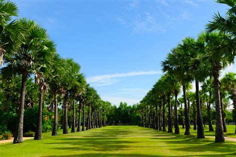 Palm In Cambodia: 2016