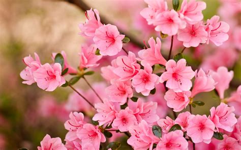 Pink blossoms [8] wallpaper - Flower wallpapers - #47559