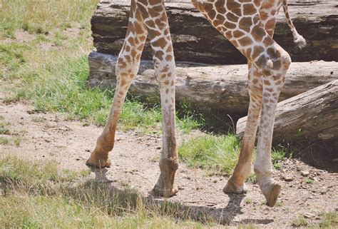 Giraffe Legs | Animal Stock Photos ~ Creative Market