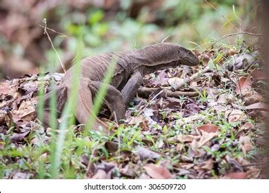 Monitor Lizard Habitat Stock Photo 306509720 | Shutterstock