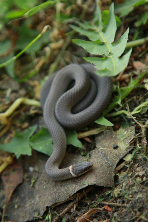 5 Things Ringneck Snakes Like to Eat (Diet & Facts)